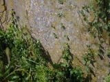 image of grave number 954064